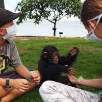 Baby Chimp