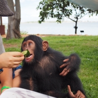 Baby Chimp